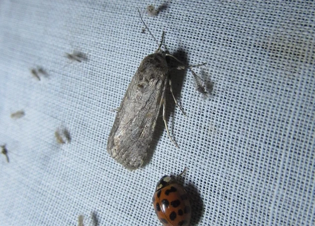 Spodoptera exigua - apró jegyesbagoly