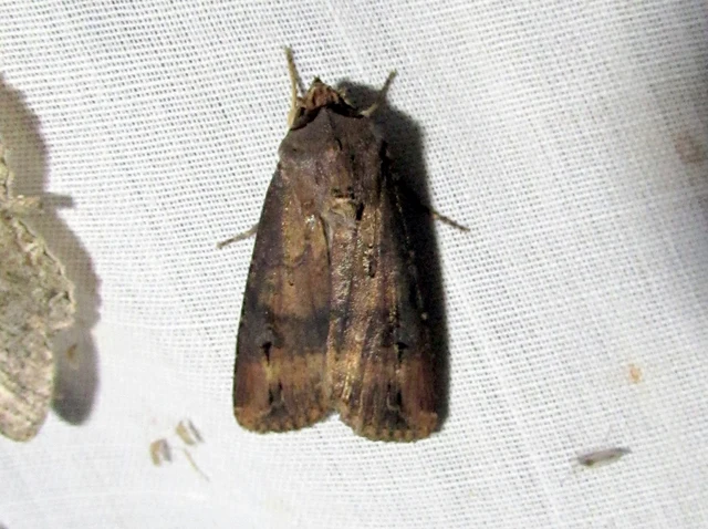 Agrotis ipsilon - nagy földibagoly