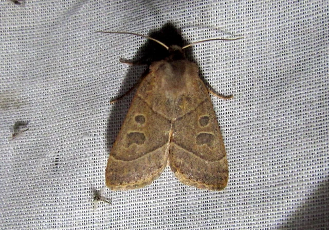 Mesogona acetosellae - madársóskabagoly