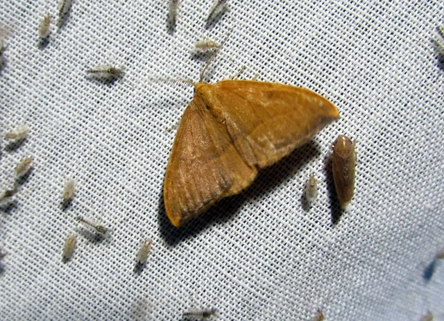 Watsonalla cultraria - bükkfa-sarlósszövő