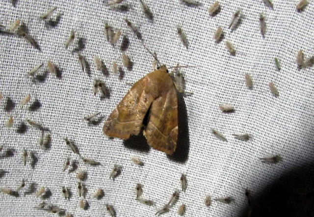 Cosmia affinis - barna lombbagoly