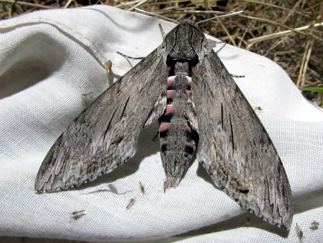Agrius convolvuli - szulákszender