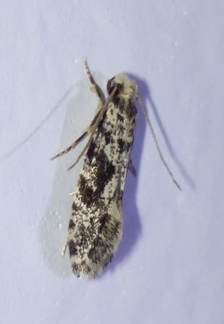 Nemapogon
