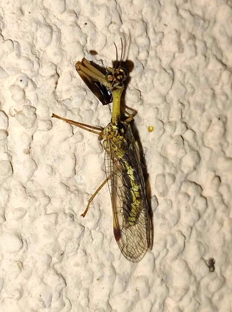 Mantispa styriaca - kétszínű fogólábú-fátyolka
