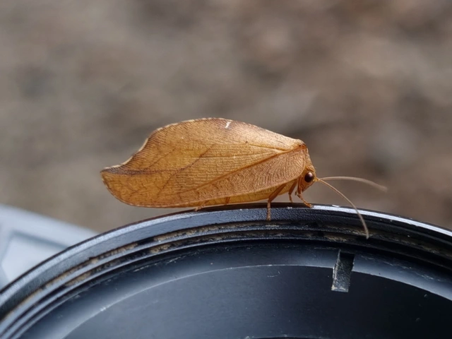 Drepanepteryx phalaenoides