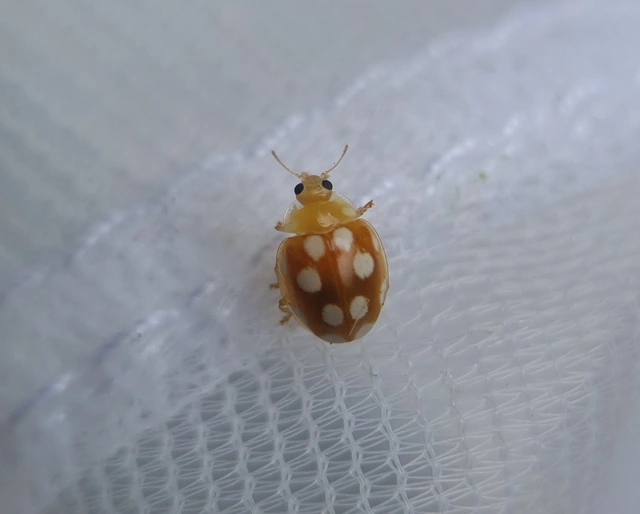 Vibidia duodecimguttata - tizenkétcseppes füsskata