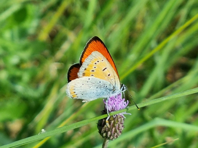 Lycaena dispar rutilus - nagy tűzlepke
