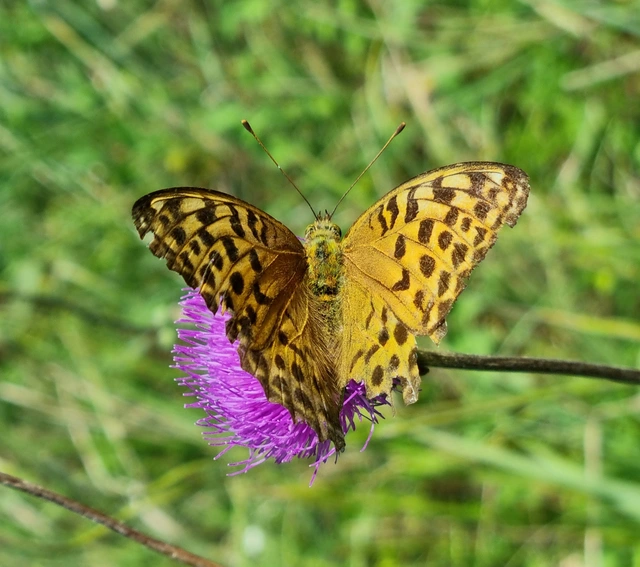 Argynnis paphia - nagy gyöngyházlepke