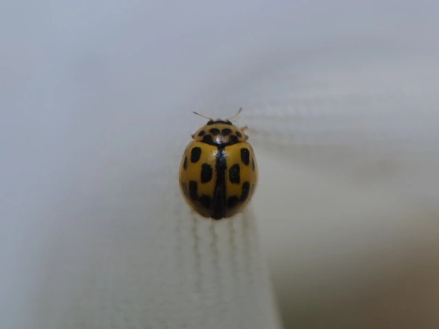 Propylea quatuordecimpunctata - tizennégypettyes füsskata