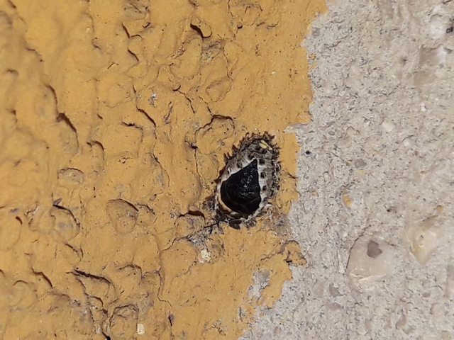Exochomus quadripustulatus - négyfoltos szerecsenkata