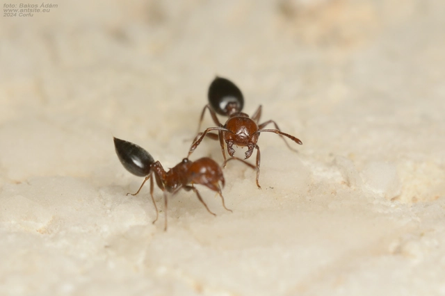 Crematogaster schmidti - vörös szívhangya
