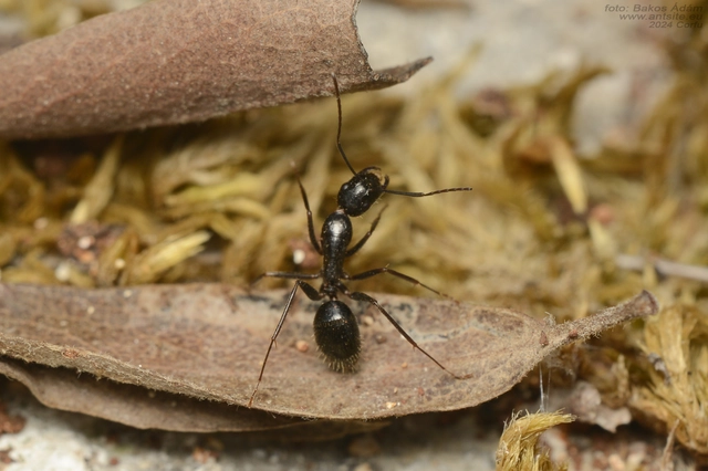 Camponotus aethiops - szőrös lóhangya
