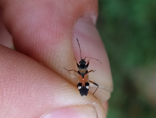 Beosus quadripunctatus - pettyes homokibodobács