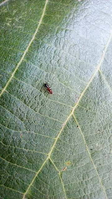 Colobopsis truncata - kapushangya
