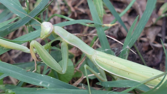 Mantis religiosa - imádkozósáska