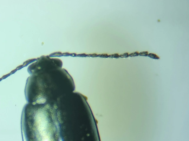 Phyllotreta nigripes - feketecsápú káposzta-földibolha