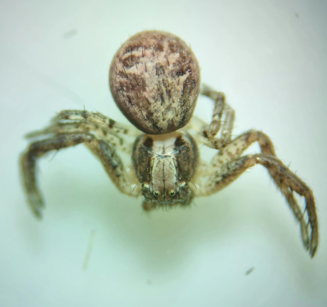 Xysticus