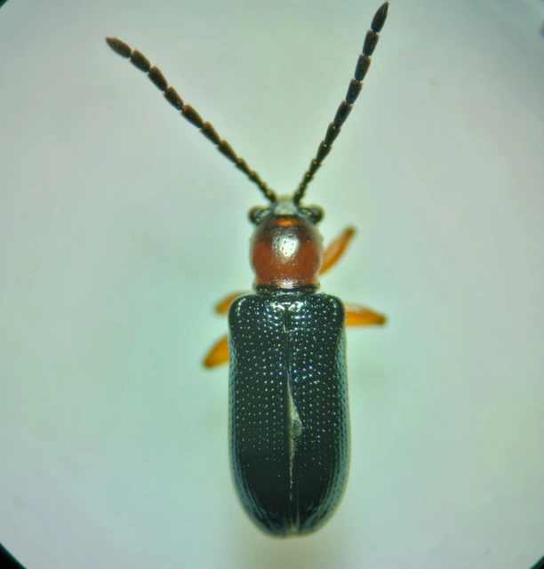 Oulema melanopus/duftschmidi