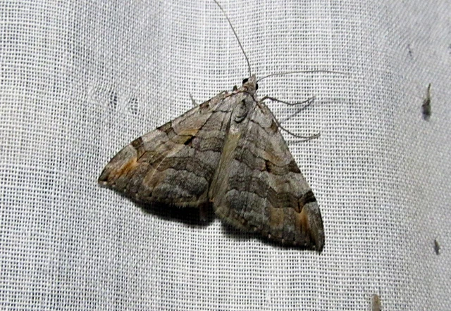 Aplocera efformata/plagiata