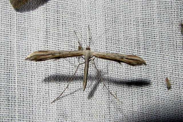 Pterophoridae - tollasmolyfélék
