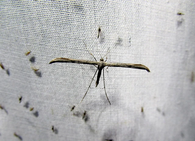 Pterophoridae - tollasmolyfélék