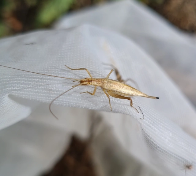 Oecanthus pellucens - pirregőtücsök
