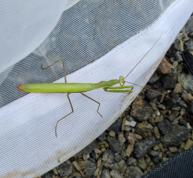 Mantis religiosa - imádkozósáska