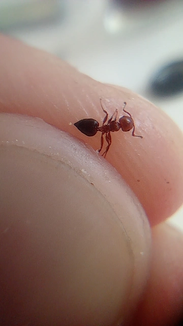Crematogaster schmidti - vörös szívhangya