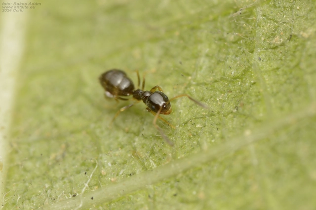 Plagiolepis pygmaea - lapos törpehangya