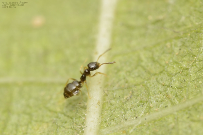 Plagiolepis pygmaea - lapos törpehangya