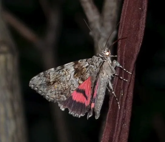 Catocala promissa - kis tölgyfa-övesbagoly