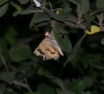 Catocala hymenaea - kökény-övesbagoly