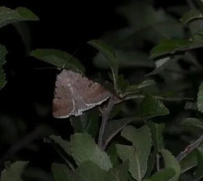 gyakori csüdfűbagoly - Lygephila craccae