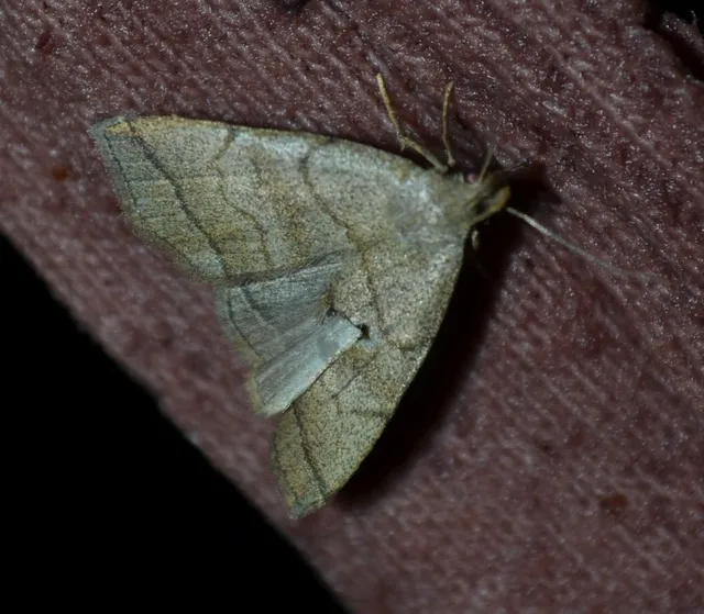 szőröslábú karcsúbagoly - Herminia tarsicrinalis