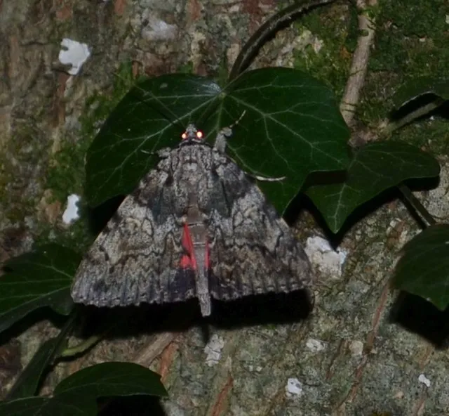 kis tölgyfa-övesbagoly - Catocala promissa