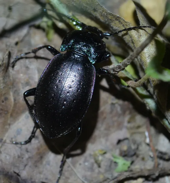 Carabus nemoralis - ligeti futrinka
