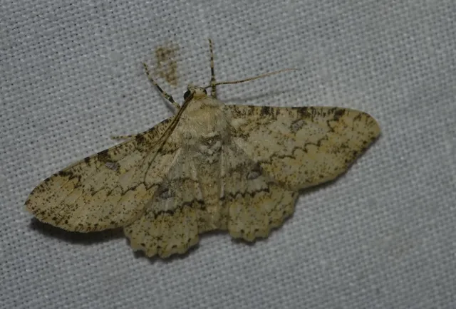 Ascotis selenaria - holdas faaraszoló