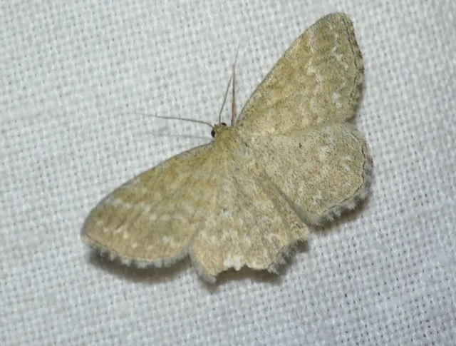 réti sávosaraszoló - Scopula immorata
