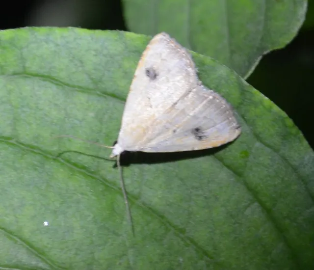 Rivula sericealis - selymes lórombagoly