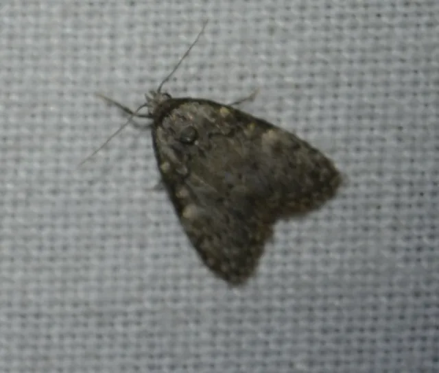 hamvas pamacsosszövő - Meganola strigula