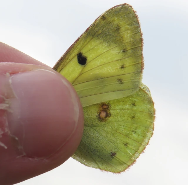 Colias hyale - kéneslepke