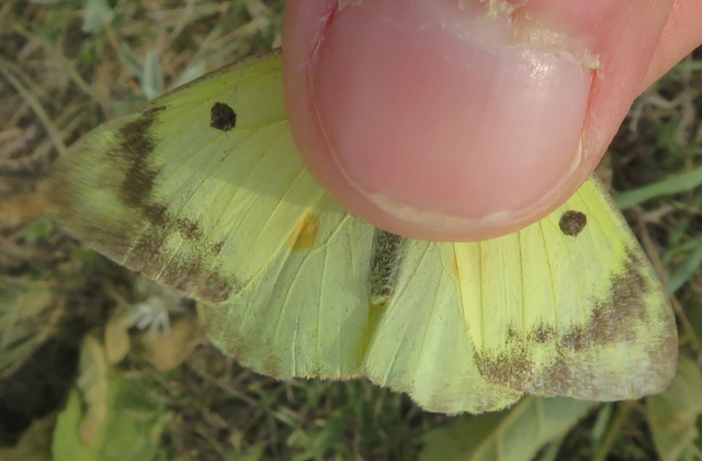 Colias hyale - kéneslepke