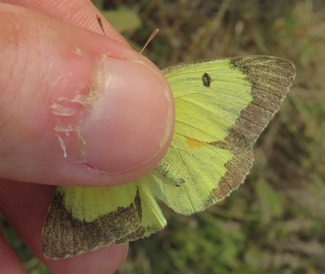 Colias erate - csángó-kéneslepke