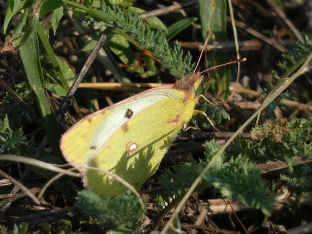 Colias hyale/alfacariensis