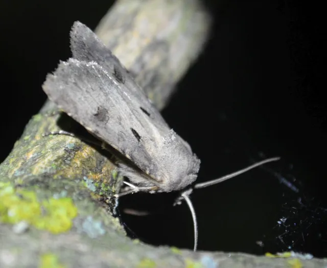 felkiáltójeles földibagoly - Agrotis exclamationis