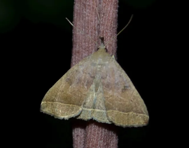 tollascsápú karcsúbagoly - Pechipogo plumigeralis