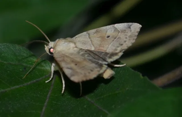 közönséges lombbagoly - Cosmia trapezina