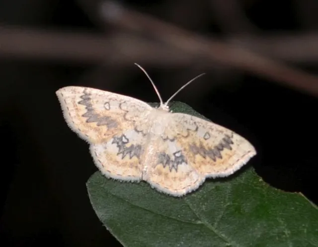gyűrűs pettyesaraszoló - Cyclophora annularia