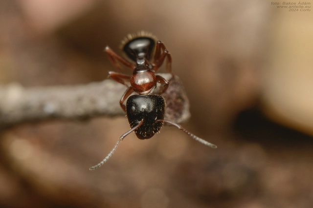 Camponotus dalmaticus
