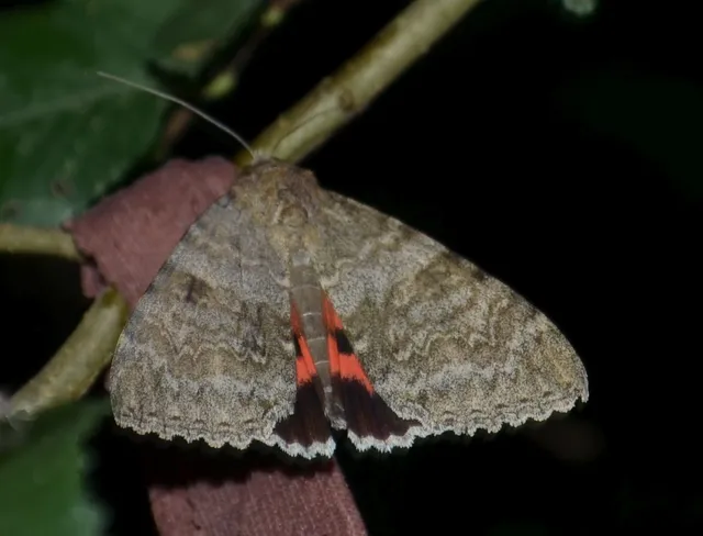 piros övesbagoly - Catocala nupta